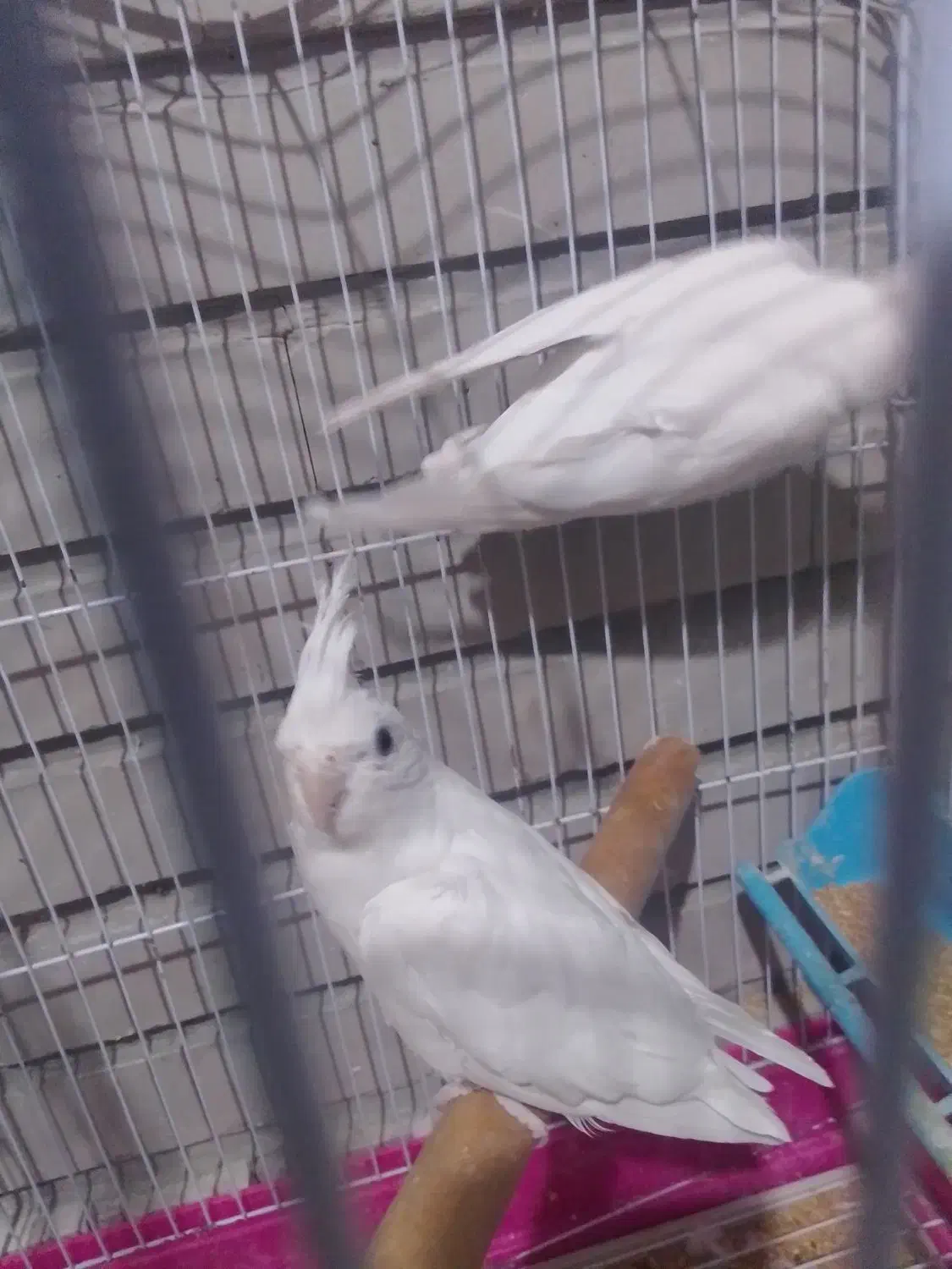 فروش یک جفت عروس مولد اولین تخم گذاشته|پرنده|ایرانشهر, |دیوار