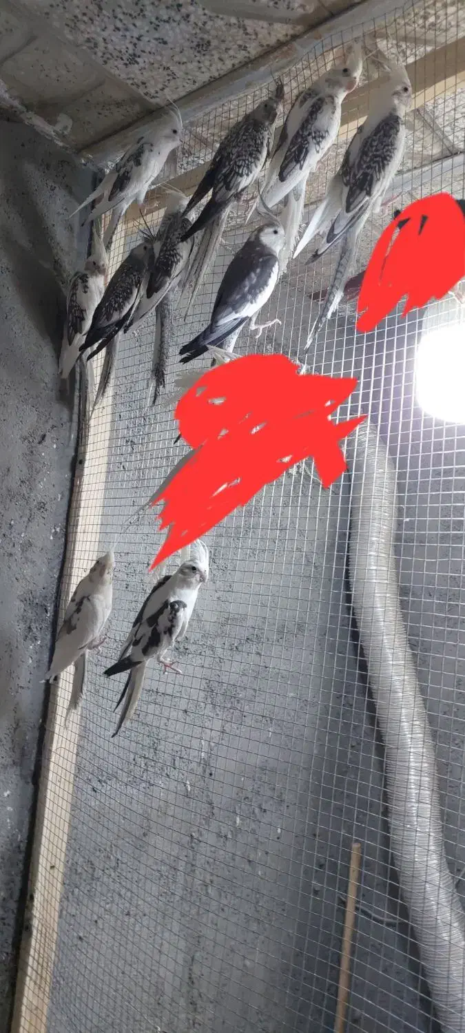 فروش عروس هلندی|پرنده|ملکآباد, |دیوار