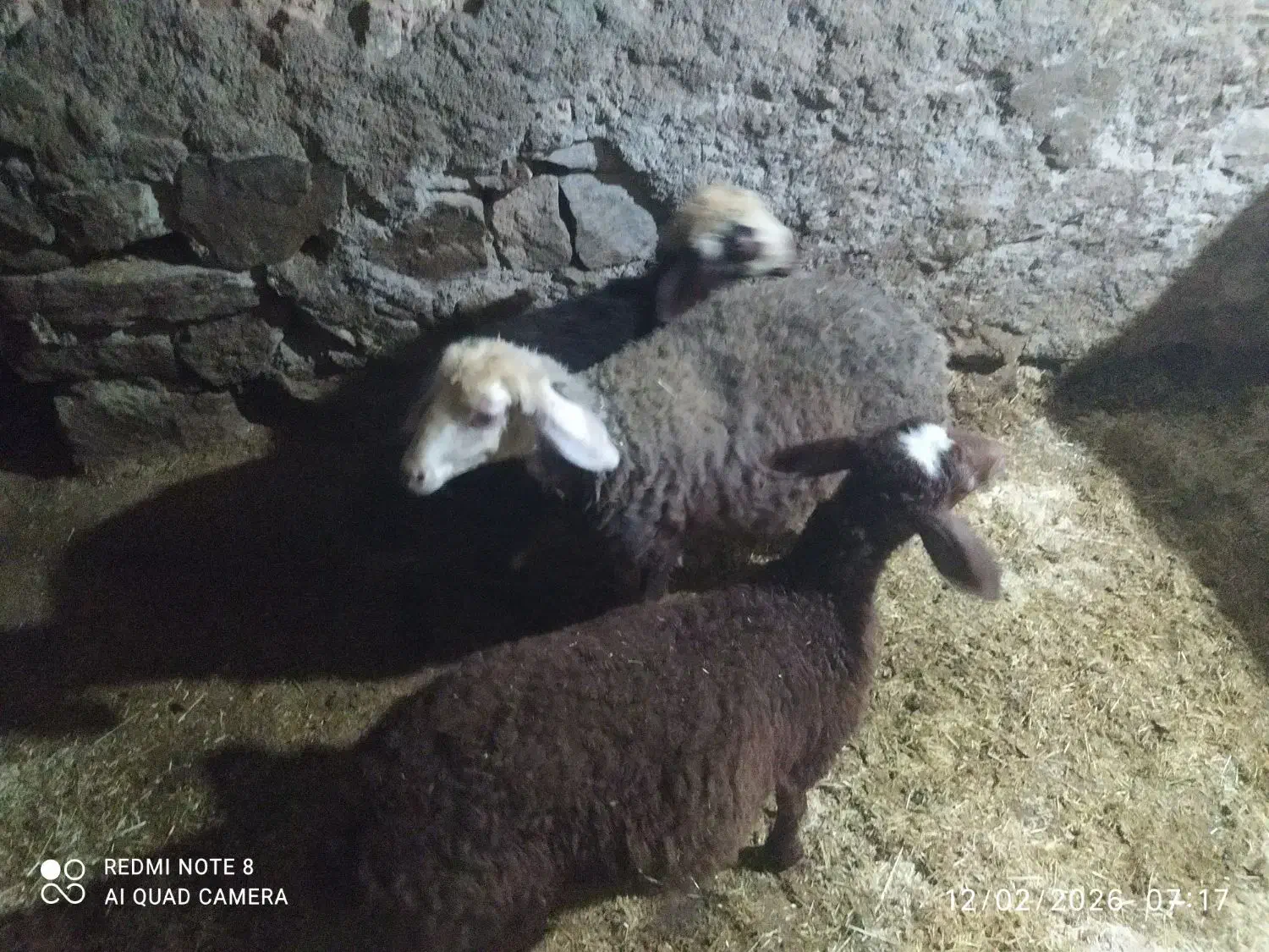 گوسفند|حیوانات مزرعه|دهگلان, |دیوار