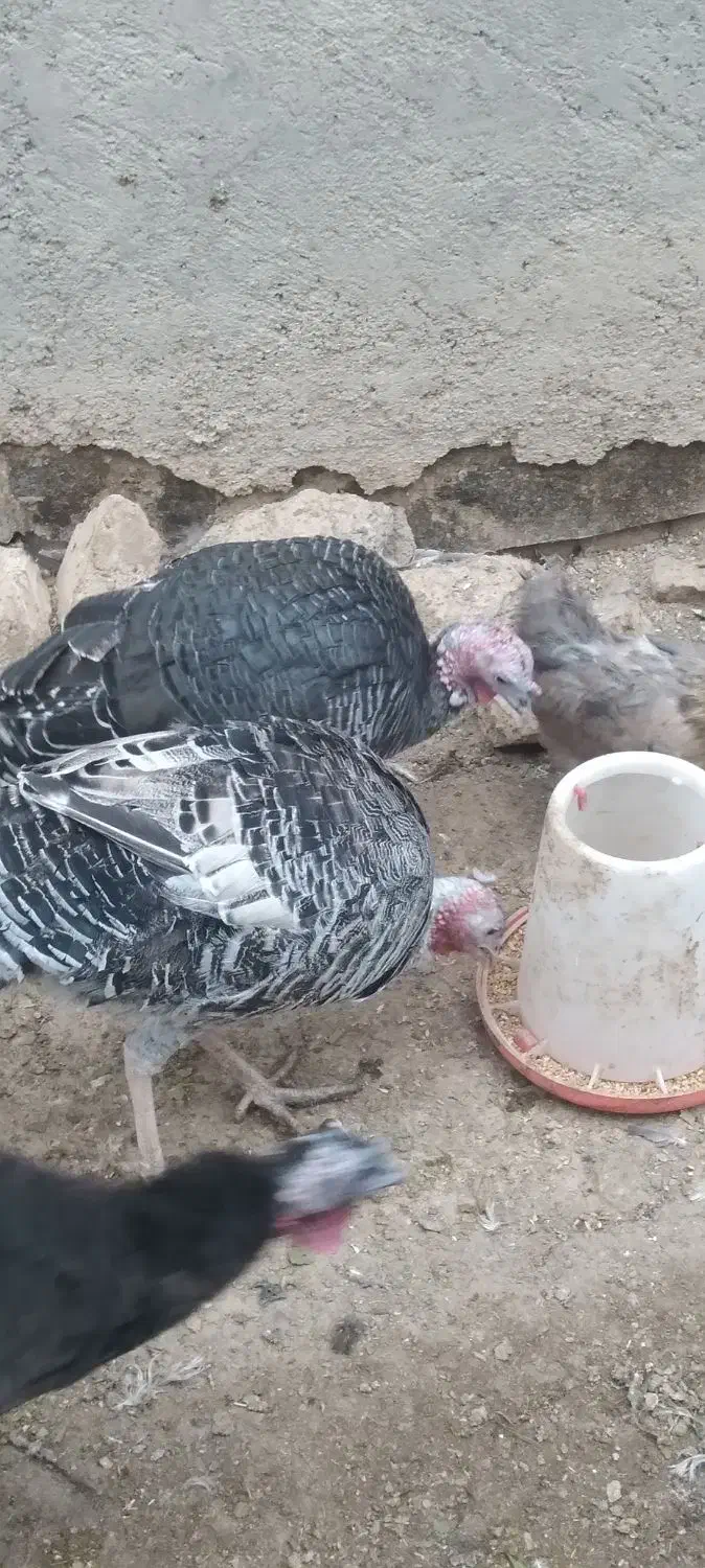 بوقلمون نر وماده|حیوانات مزرعه|معصومیه, |دیوار