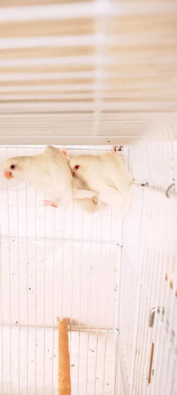 عروس هلندی سرلاکی کوتوله برزیلی|پرنده|شیراز, درکی|دیوار