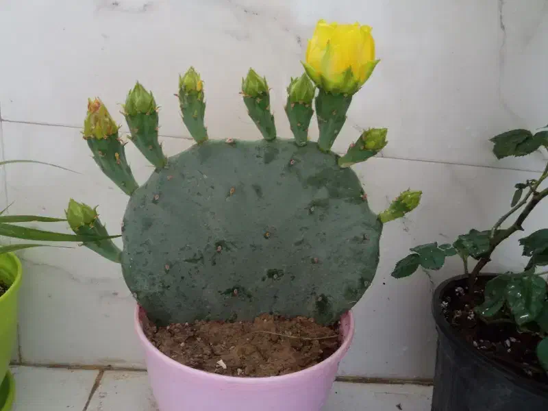 گل کاکتوس.|گل و گیاه طبیعی|مشهد, شهرک بهارستان|دیوار