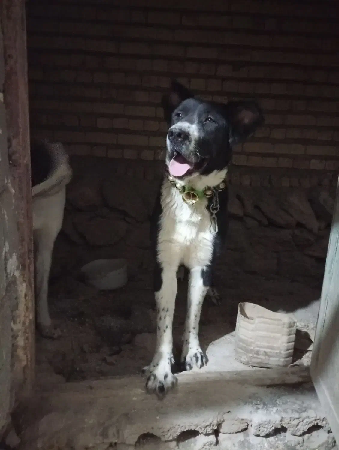 واگذاری|سگ|فریدونشهر, |دیوار