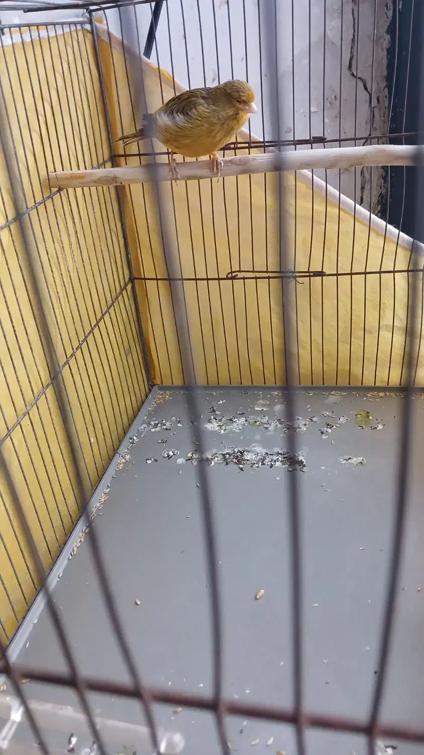 قناری|پرنده|کرمان, |دیوار