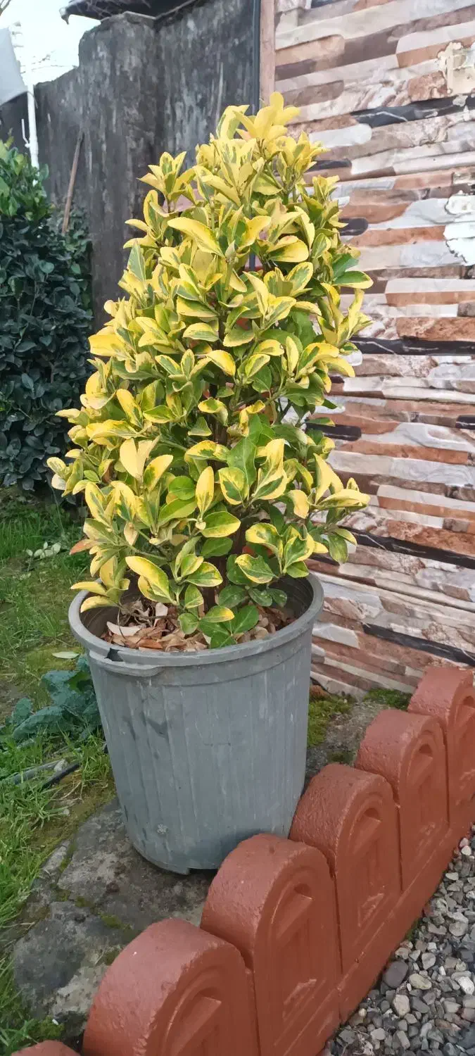 گل وگیاه طبیعی|گل و گیاه طبیعی|واجارگاه, |دیوار