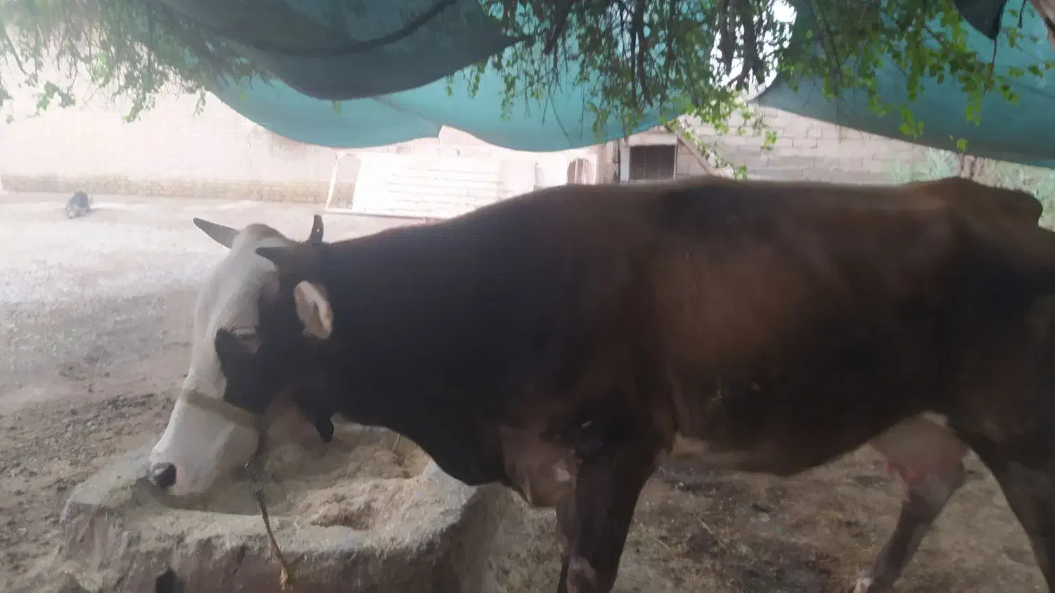 گاووگوساله سیمنتال|حیوانات مزرعه|باوی, |دیوار