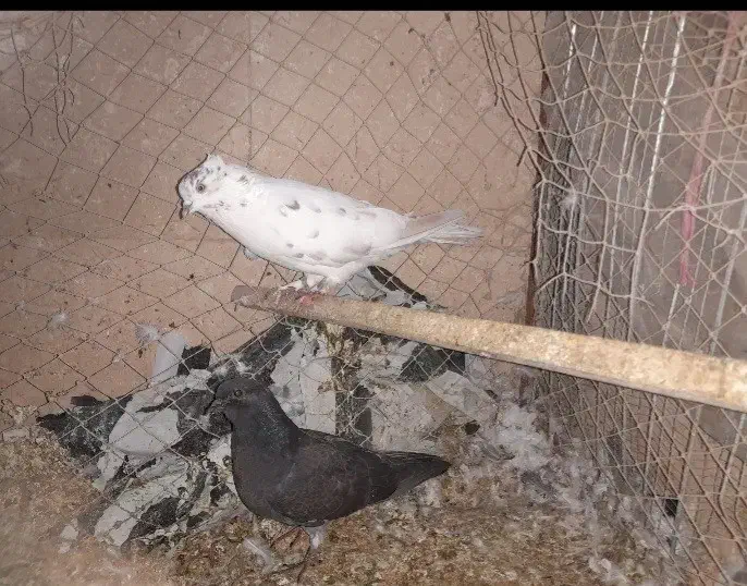 کفتر|پرنده|گرمسار, |دیوار