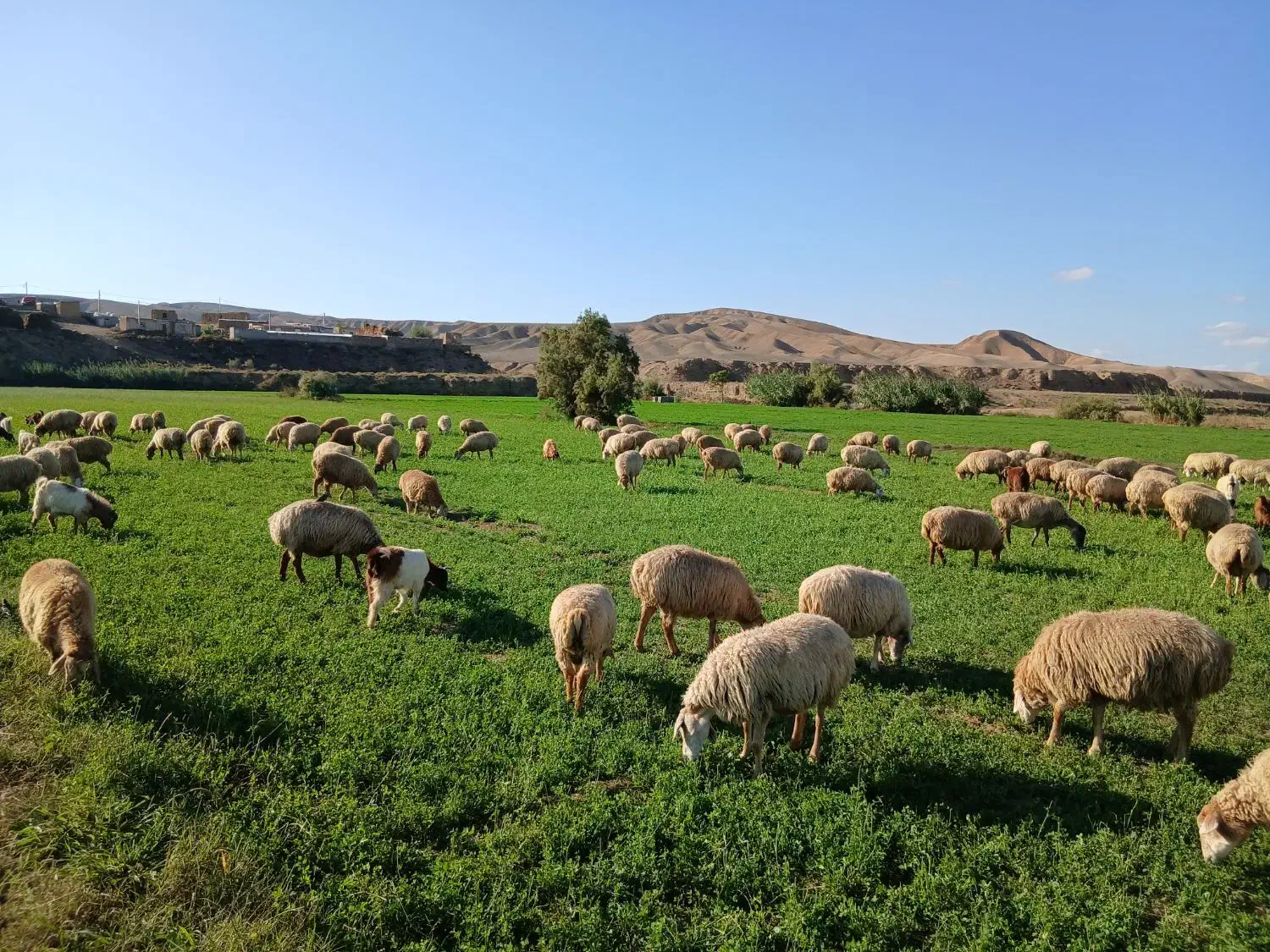 گوسفند۱۰۰تا|حیوانات مزرعه|دره رود, |دیوار