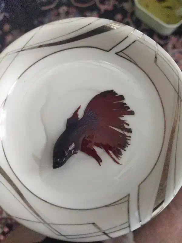 فایتر نر هافمون|ماهی|نظرآباد, نظرآباد|دیوار