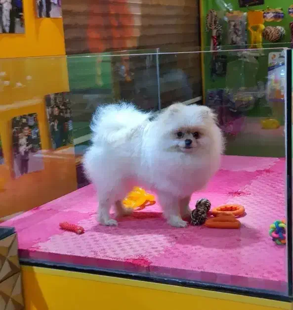 پامرانین خرسی عروسکی 9ماهه|سگ|قم, صفائیه|دیوار