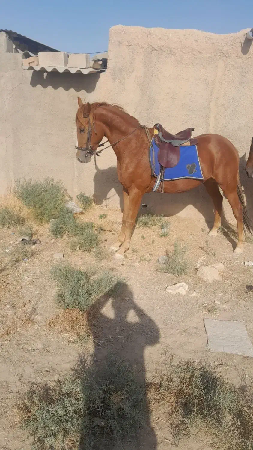 نریان ترکمن کرند3سال خیلی آرام و تیز سواری دار|اسب و تجهیزات اسب‌سواری|آزادشهر, |دیوار