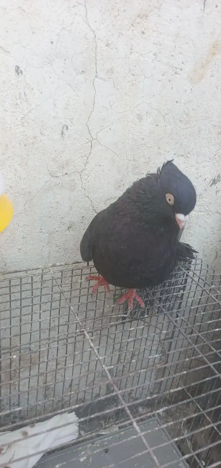 کبوتر|پرنده|مسجد سلیمان, |دیوار