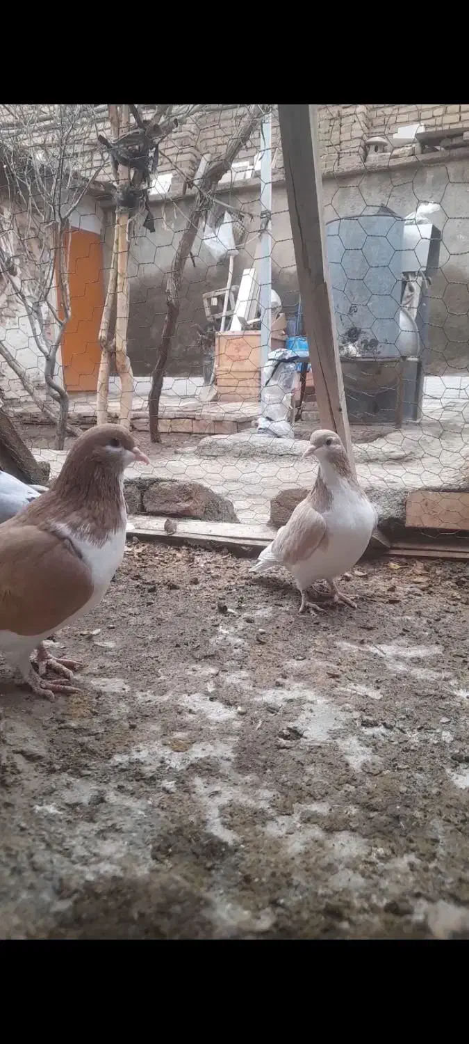 پیدا کردم|حیوانات|سبزوار, ایزی شهر|دیوار