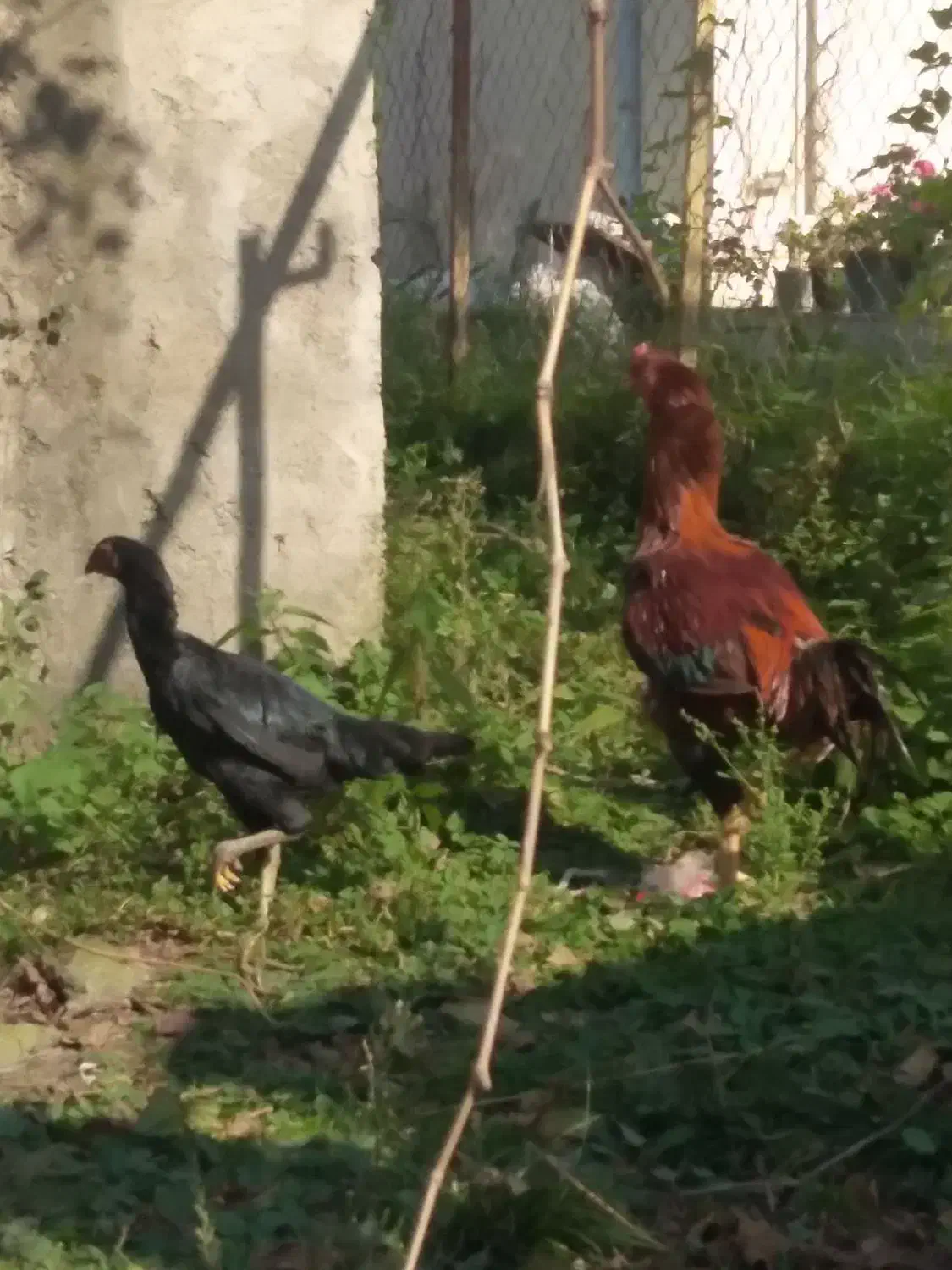 خروس و مرغ لاری|حیوانات مزرعه|توتکابن, |دیوار