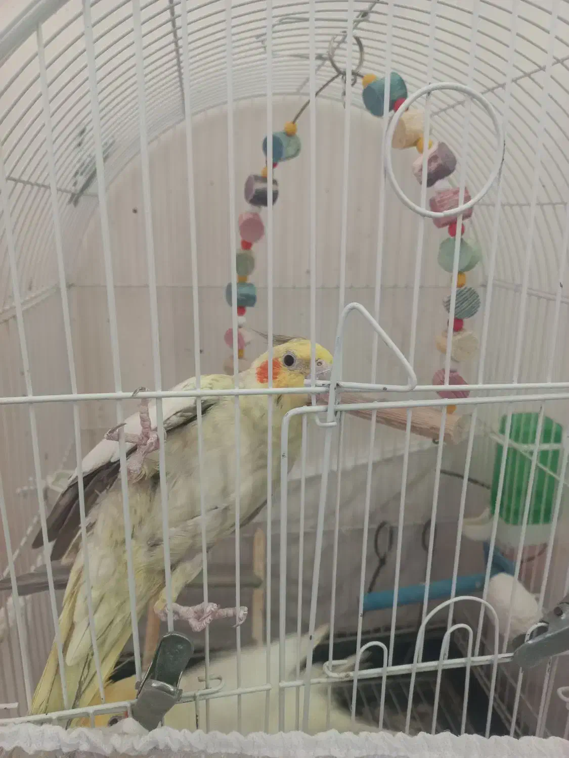 جفت عروس هلندی مولد|پرنده|شیراز, باباکوهی|دیوار