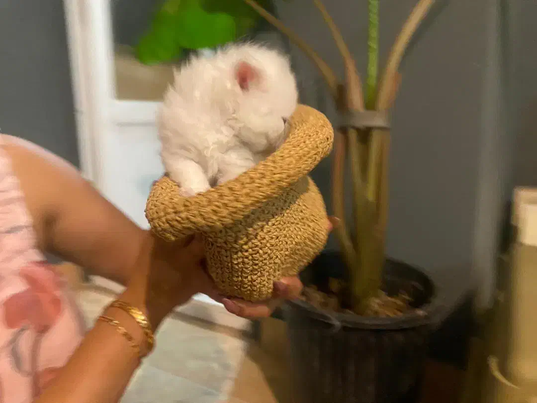 گربه دو ماهه|گربه|بندرعباس, |دیوار