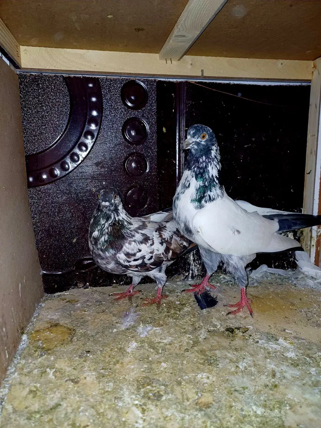 کبوتر|پرنده|کیاشهر, |دیوار