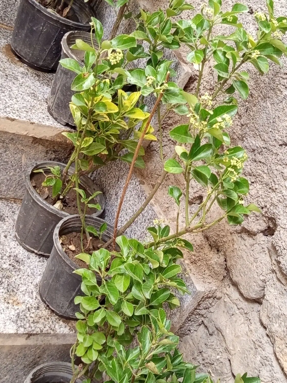 شمشاد|گل و گیاه طبیعی|مشهد, طرق|دیوار