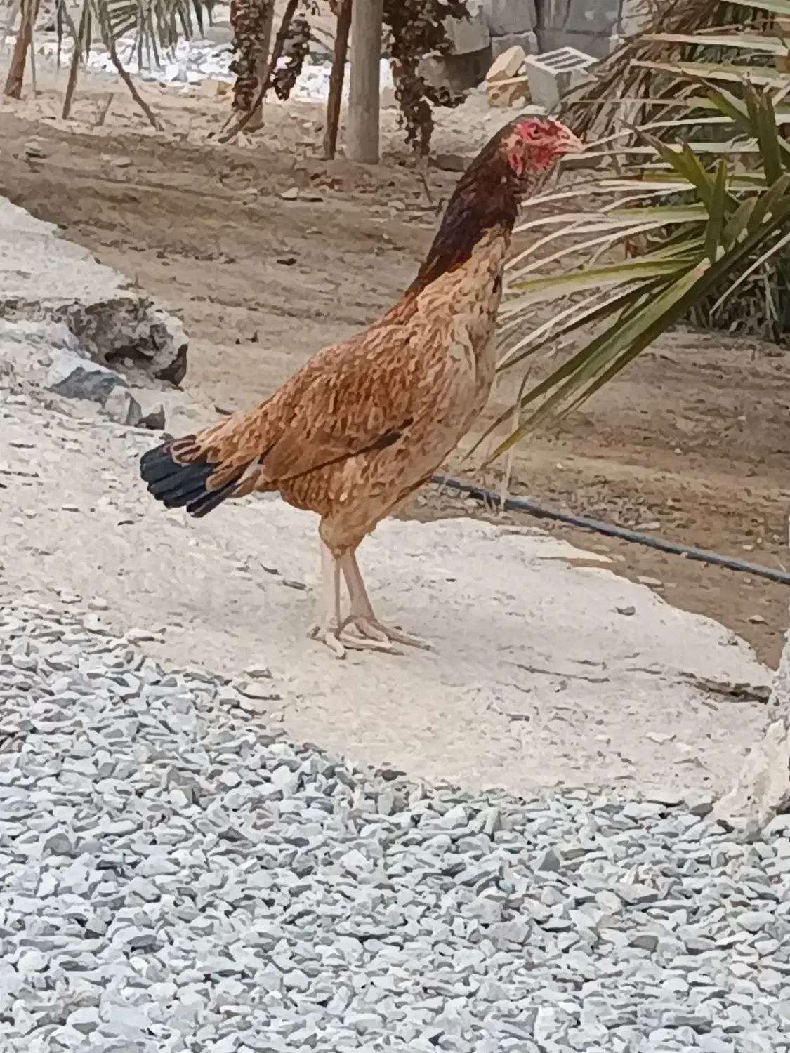 خروس|حیوانات مزرعه|سیب و سوران, |دیوار