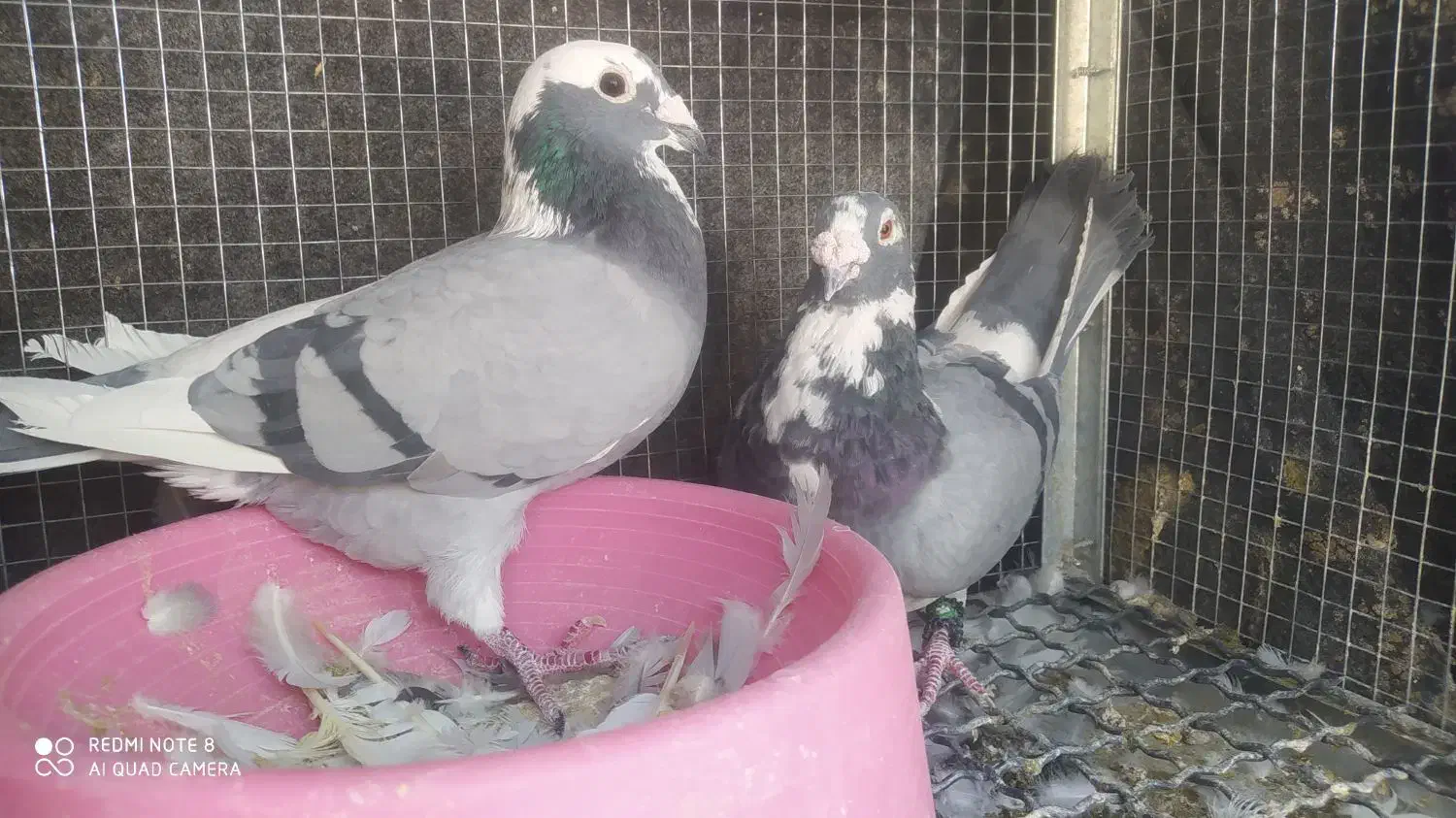 کبوتر پلاکی|پرنده|مرودشت, ژیان|دیوار