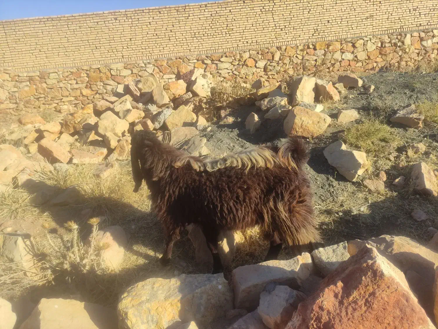 بزنر|حیوانات مزرعه|فریمان, |دیوار