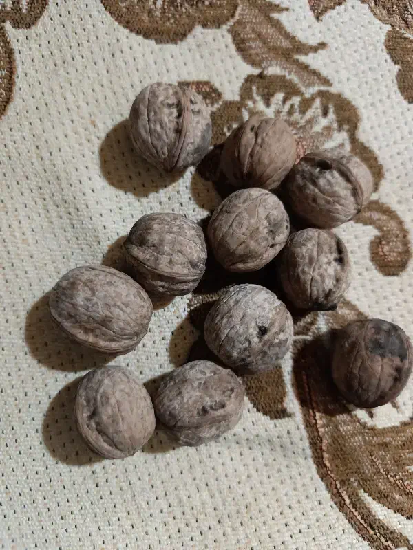 گردو|عمدهفروشی|آشخانه, |دیوار