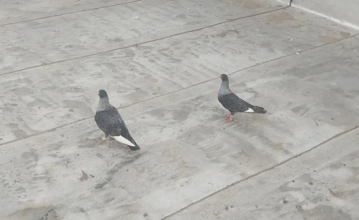 نقره ای  طوقی هفت‌رنگ سرخ فری  ساده هفت‌رنگ|پرنده|سبزوار, امیر کبیر|دیوار