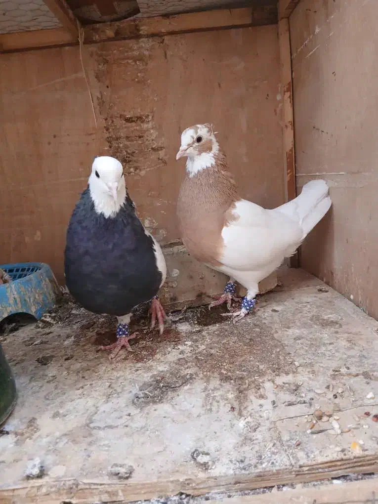 کبوتر طوقی|پرنده|شیراز, شهرک رضوان|دیوار