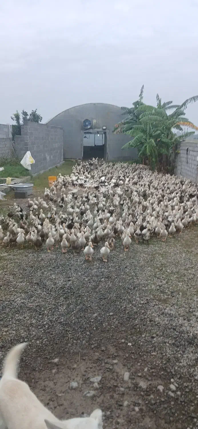 اردک ۱۵روز قیمت مناسب برای مصرف کننده|حیوانات مزرعه|هادی شهر, |دیوار