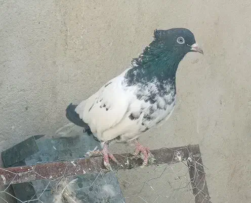 کفتر کبوتر کله سیاه،سینه سوسنی،سینه سیاه|پرنده|شیراز, گلکوب|دیوار