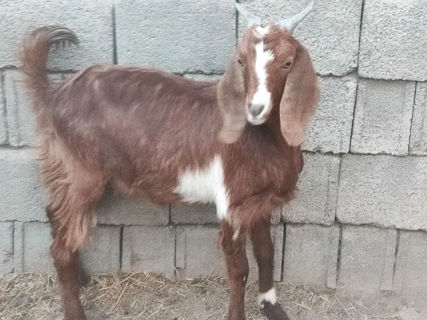 کهره|حیوانات مزرعه|وحدتیه, |دیوار