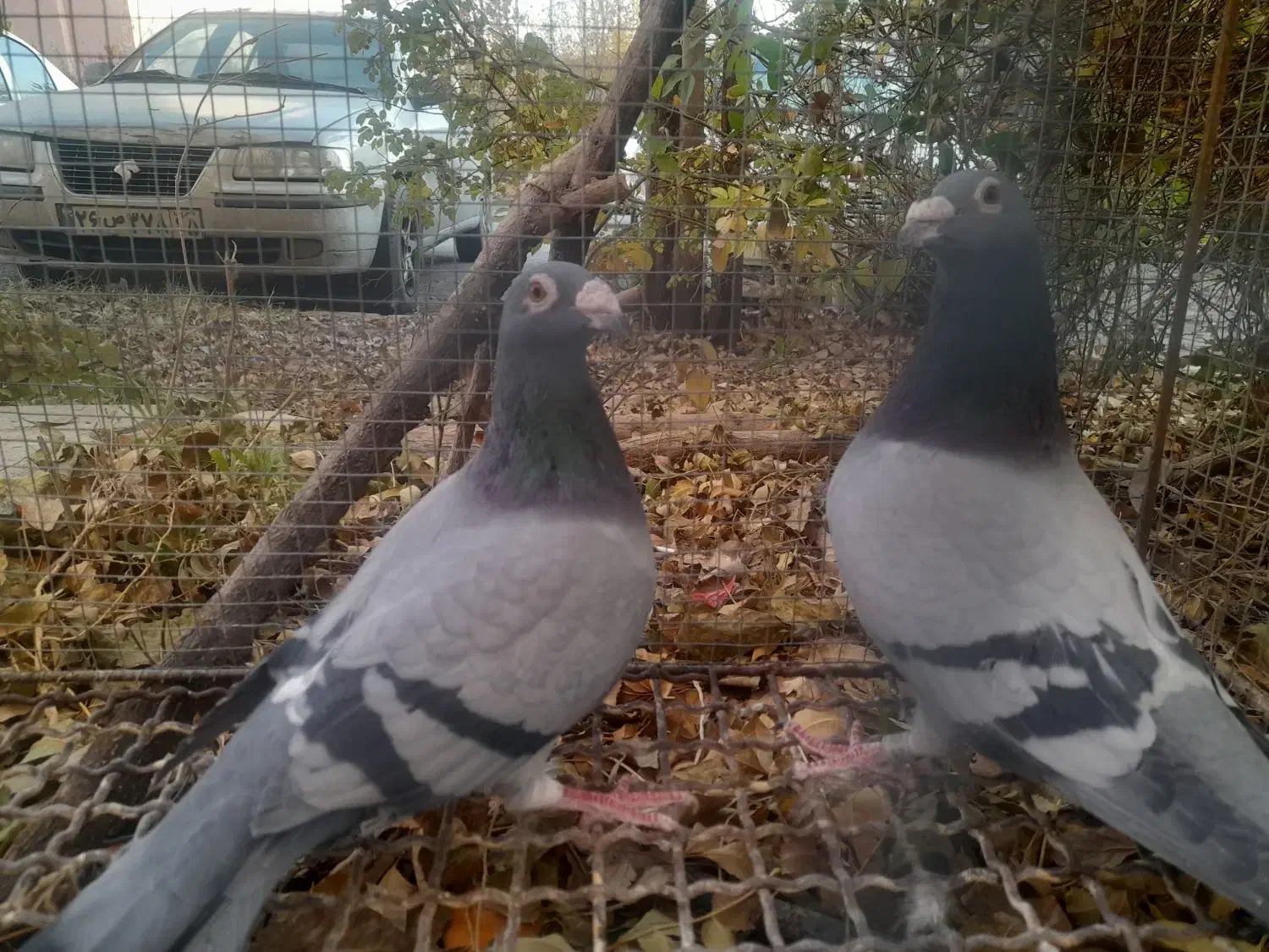 کبوتر پلاکی|پرنده|سهند, |دیوار