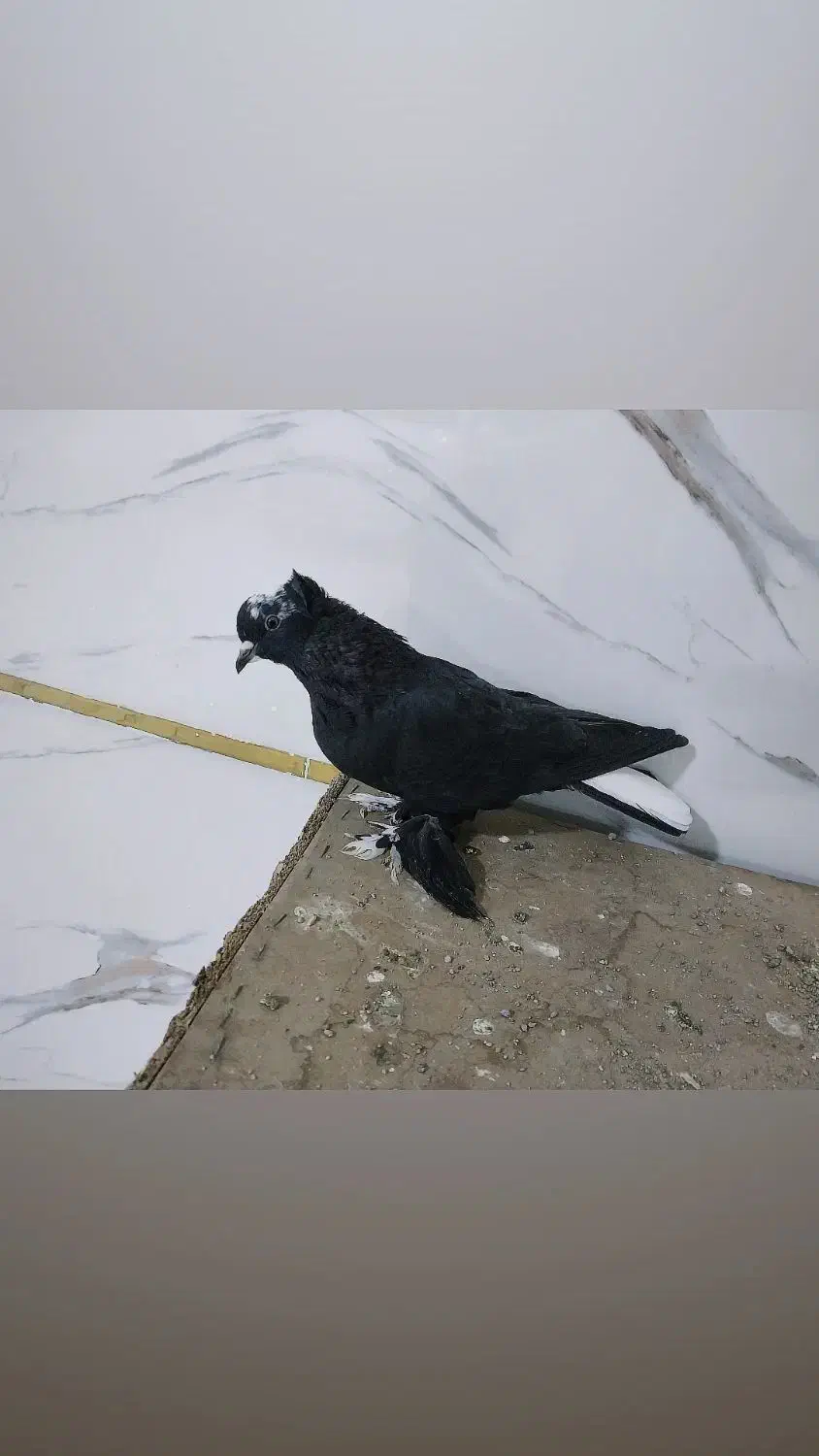 کبوتر قره اقویروغ مایا|حیوانات|تبریز, |دیوار