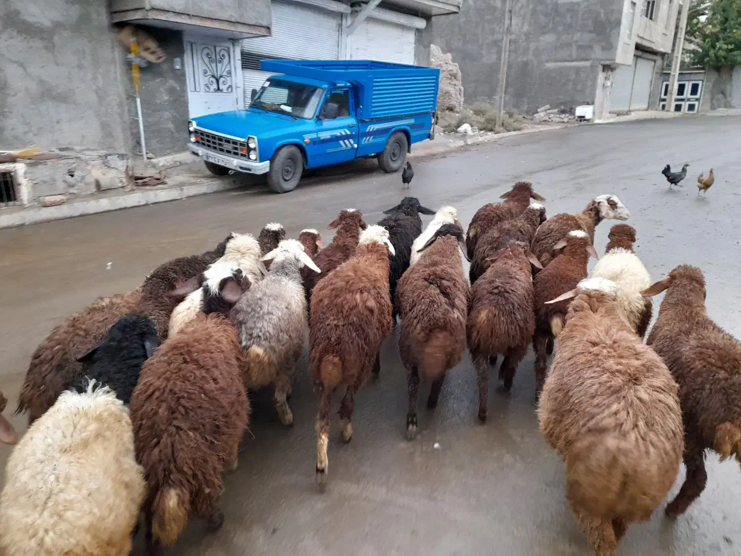 ی تعداد بره نر وماده گوسفند|حیوانات مزرعه|کرمانشاه, |دیوار