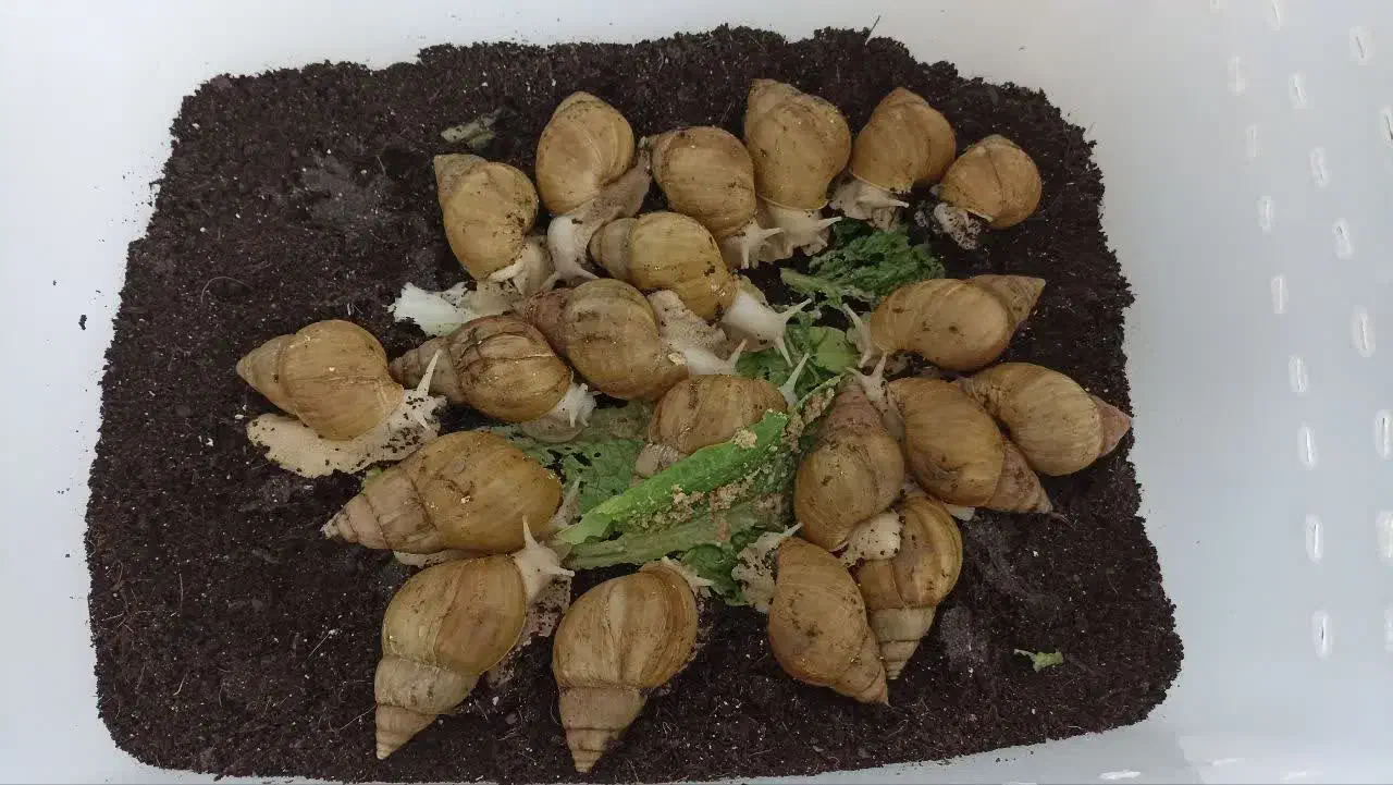 حلزون|خزنده|قم, منبع آب|دیوار