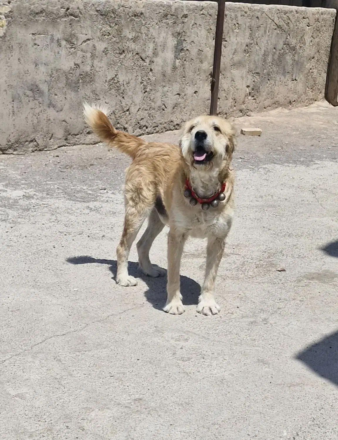 واگذاری سگ|سگ|نجفآباد, حومه نجف آباد|دیوار