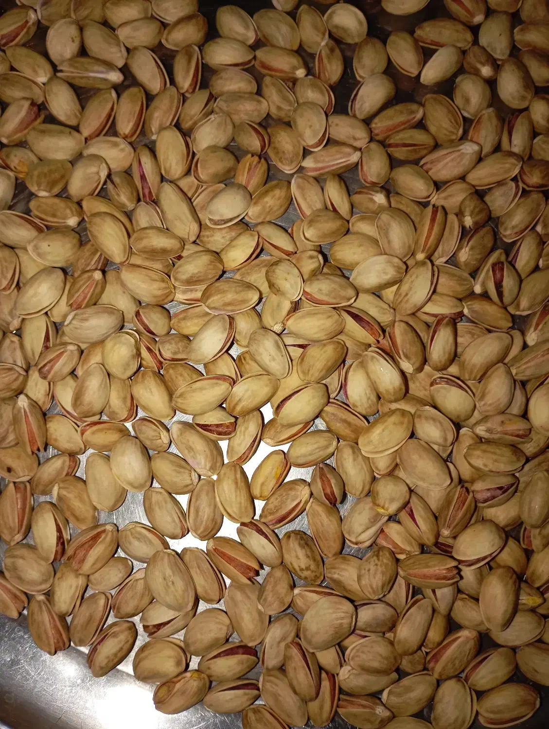 پسته بذری|گل و گیاه طبیعی|صفی آباد, |دیوار