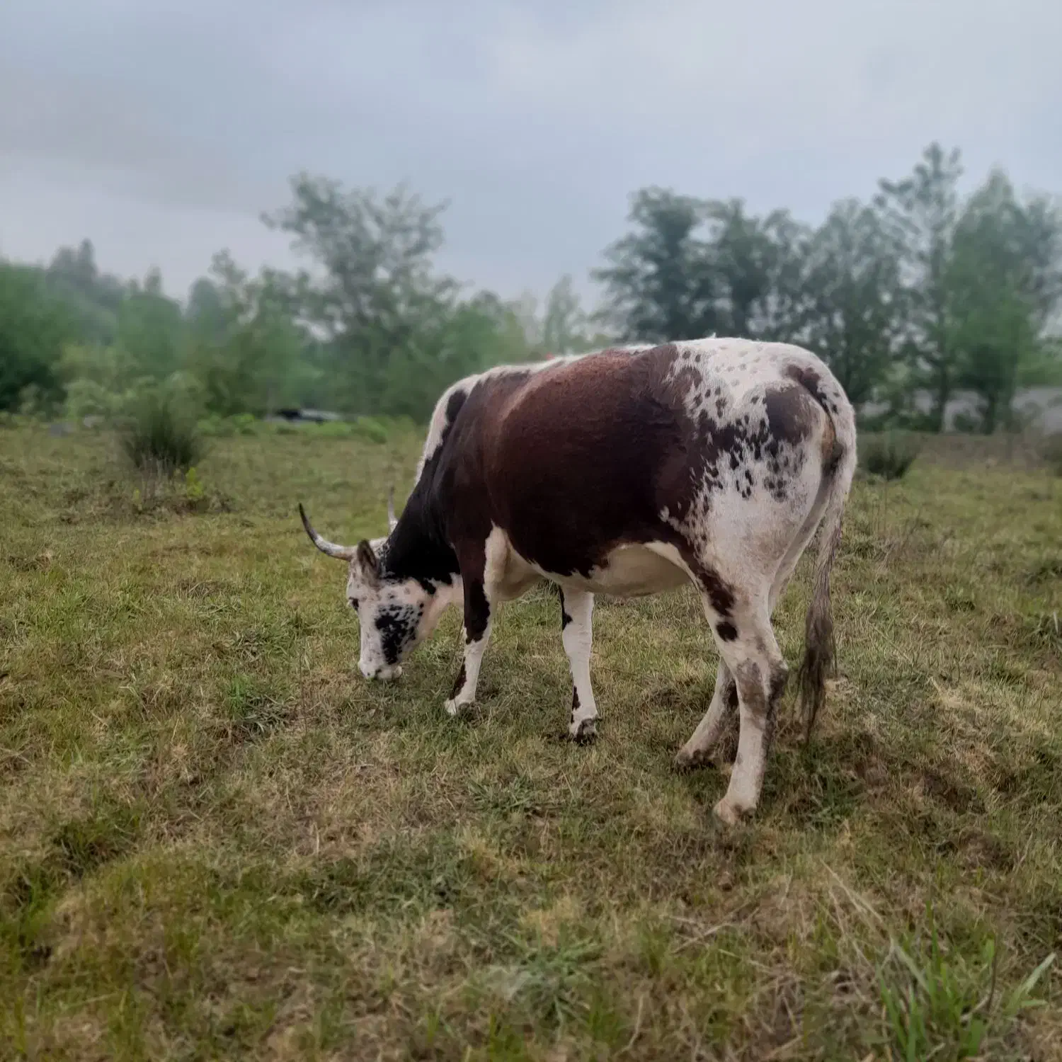 گاو|حیوانات مزرعه|رشت, پسیخان|دیوار