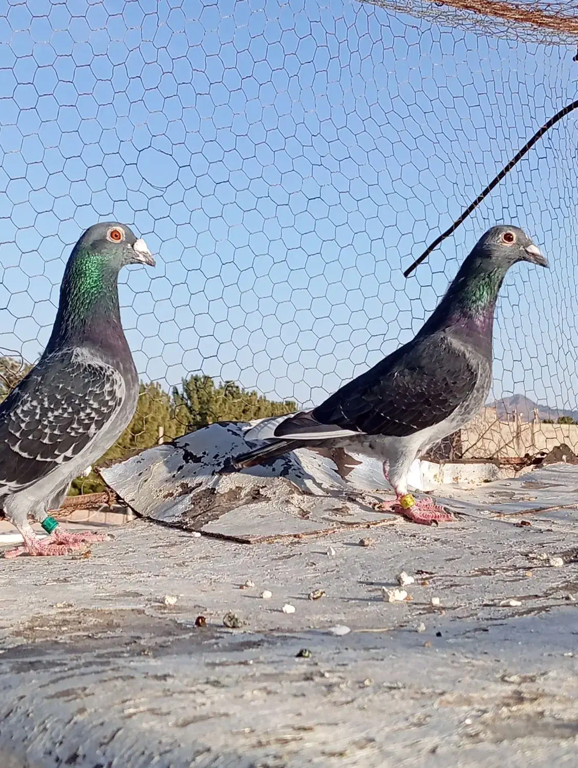 مسافتی|حیوانات|بیرجند, |دیوار