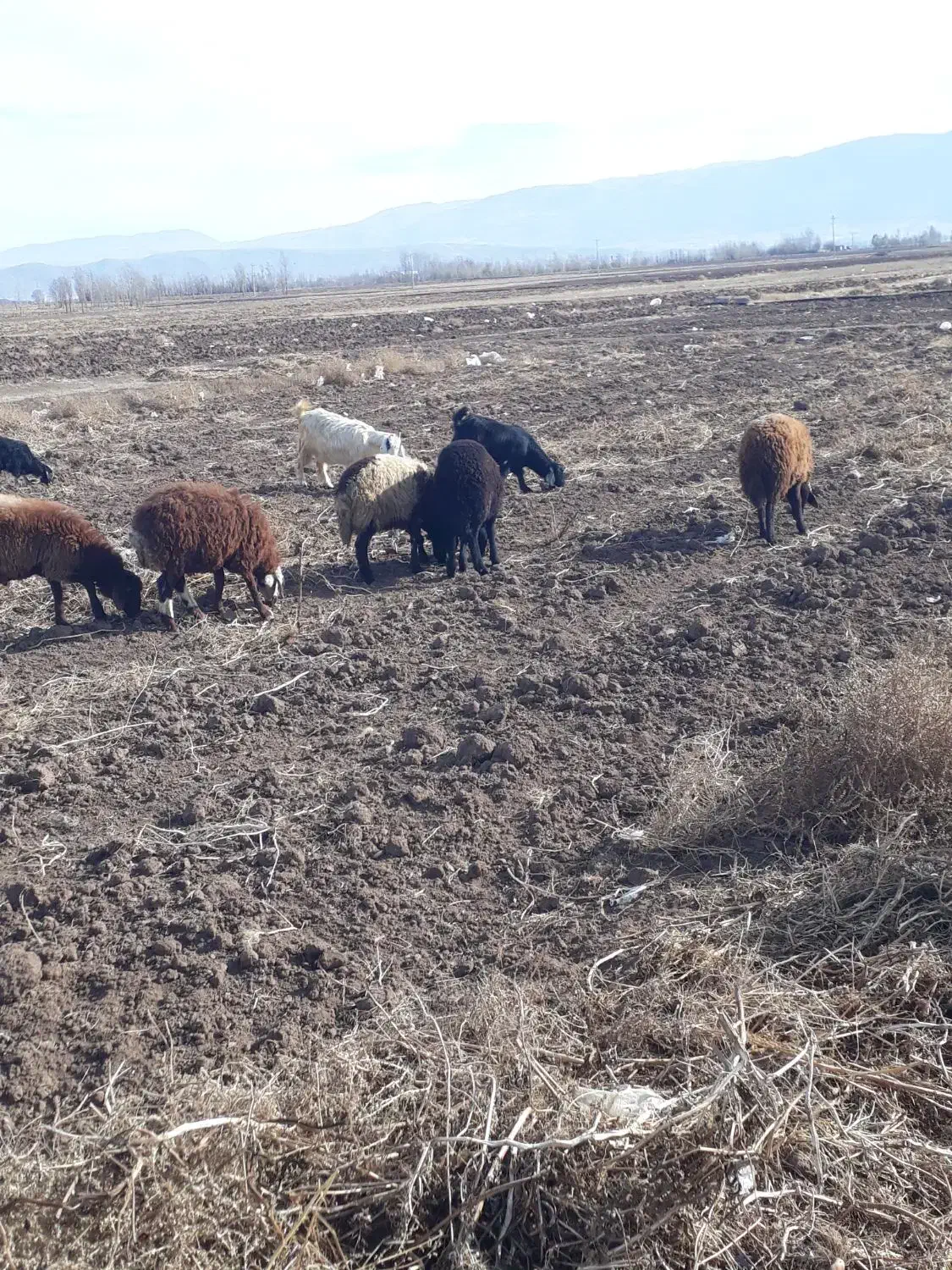 بره نر و ماده|حیوانات مزرعه|هیر, |دیوار