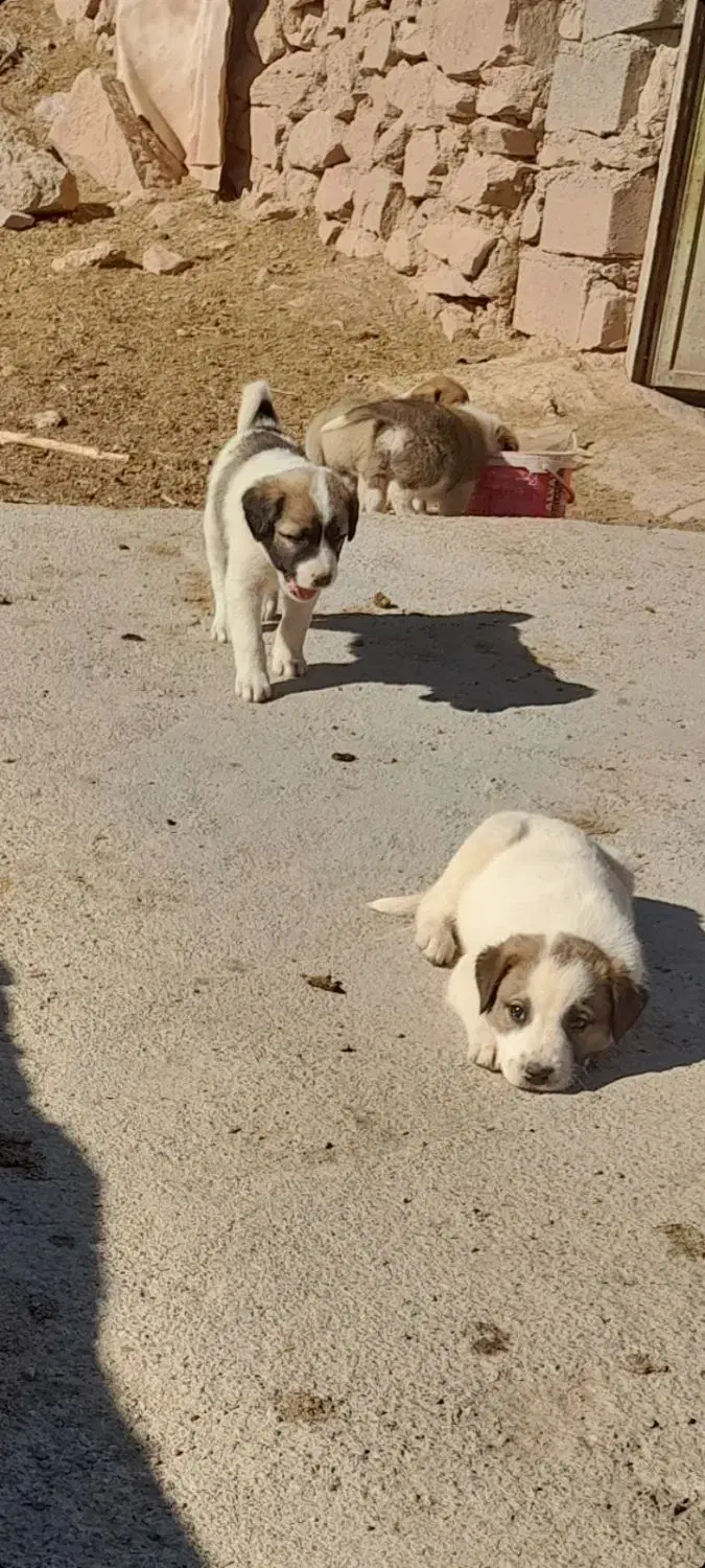 نر فروشی|سگ|شیروان (خراسان), |دیوار