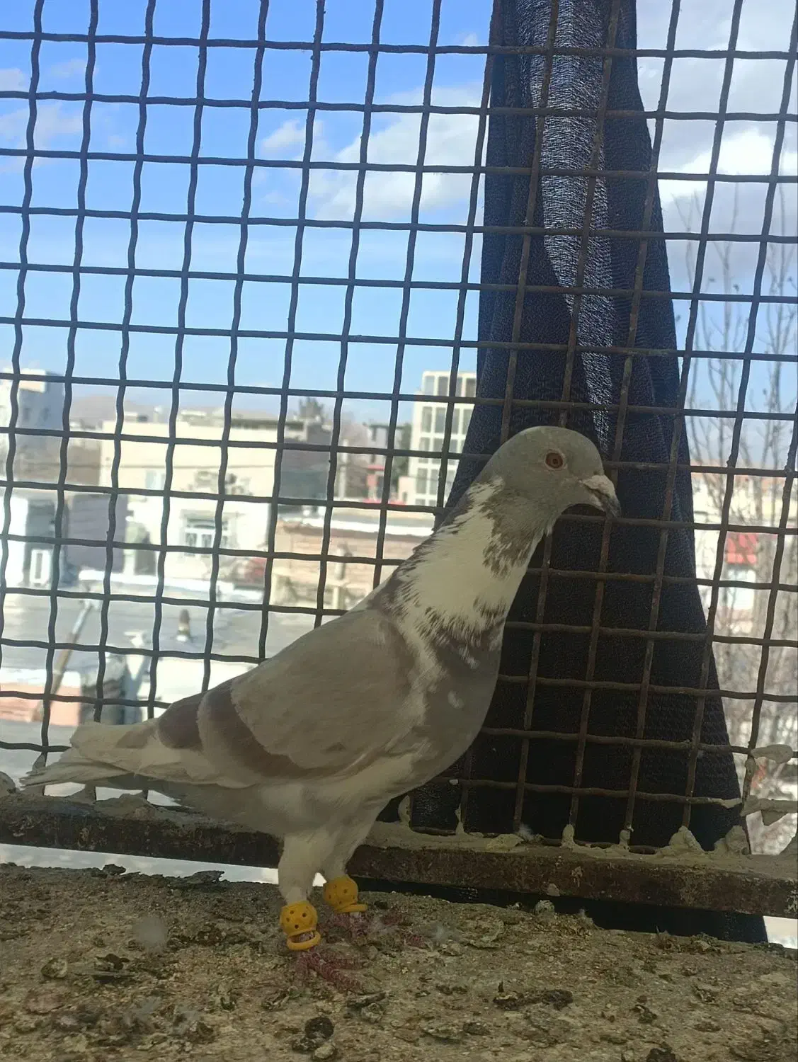 پلنگی|حیوانات|بجنورد, |دیوار