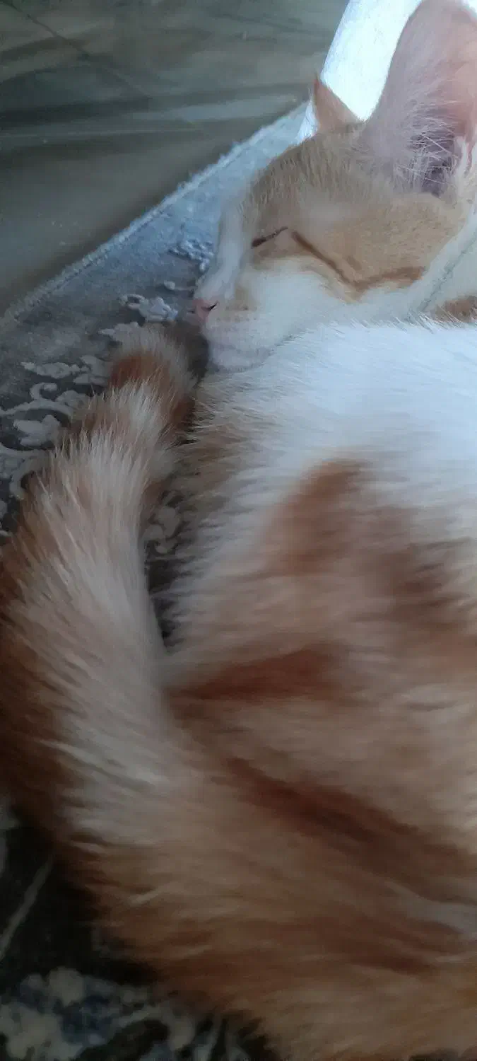 گربه نژاد DSH|گربه|بیرجند, |دیوار