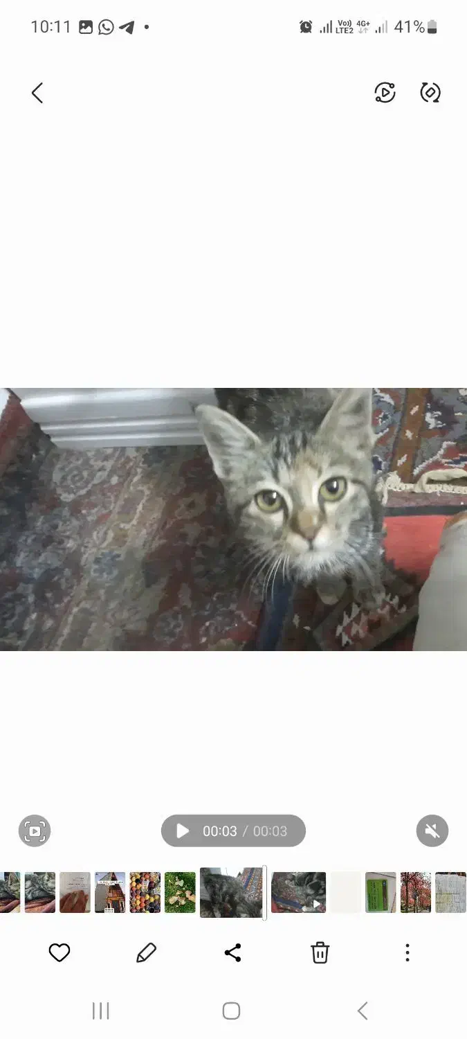 گربه ی خونگی|حیوانات|اردکان, |دیوار