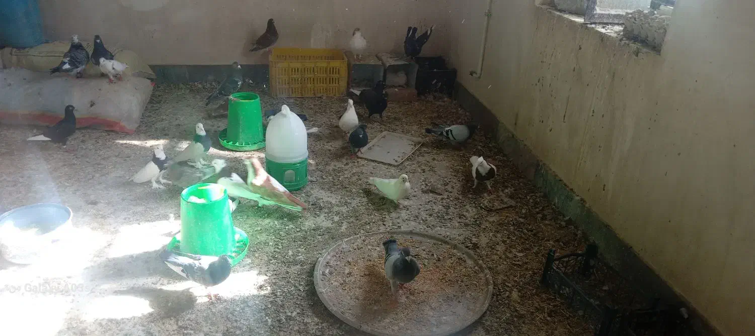 کفترفروشی|پرنده|درمیان, |دیوار