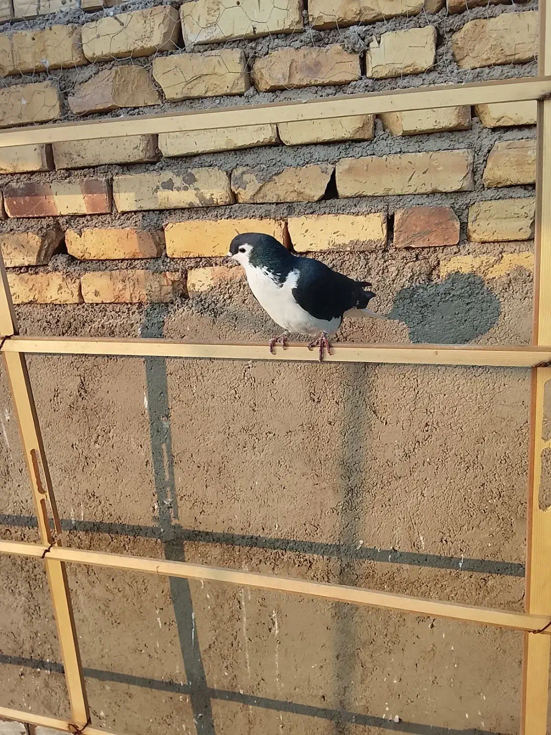 کفتر|پرنده|اردکان, |دیوار