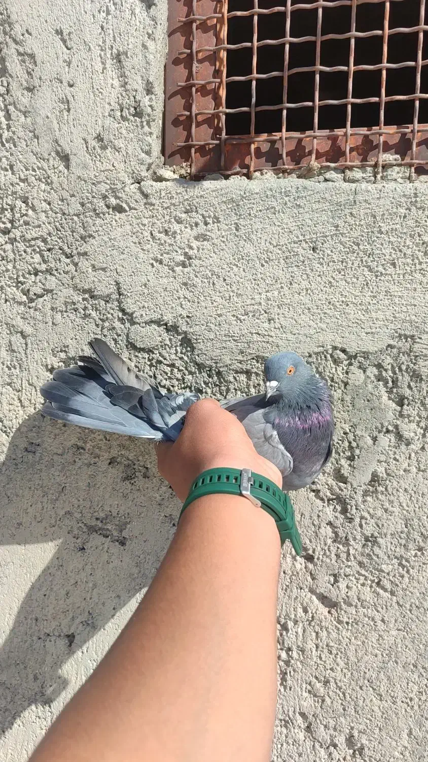 ۶عدد کفتر خوب پرشی|پرنده|سیرجان, |دیوار