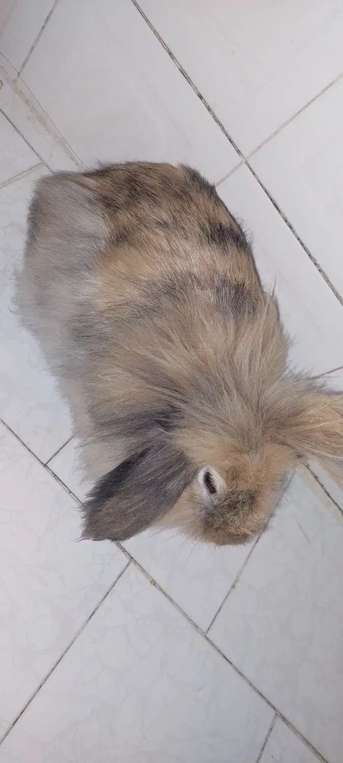 خرگوش خوشگل ناز|موش و خرگوش|اصفهان, جاوان|دیوار