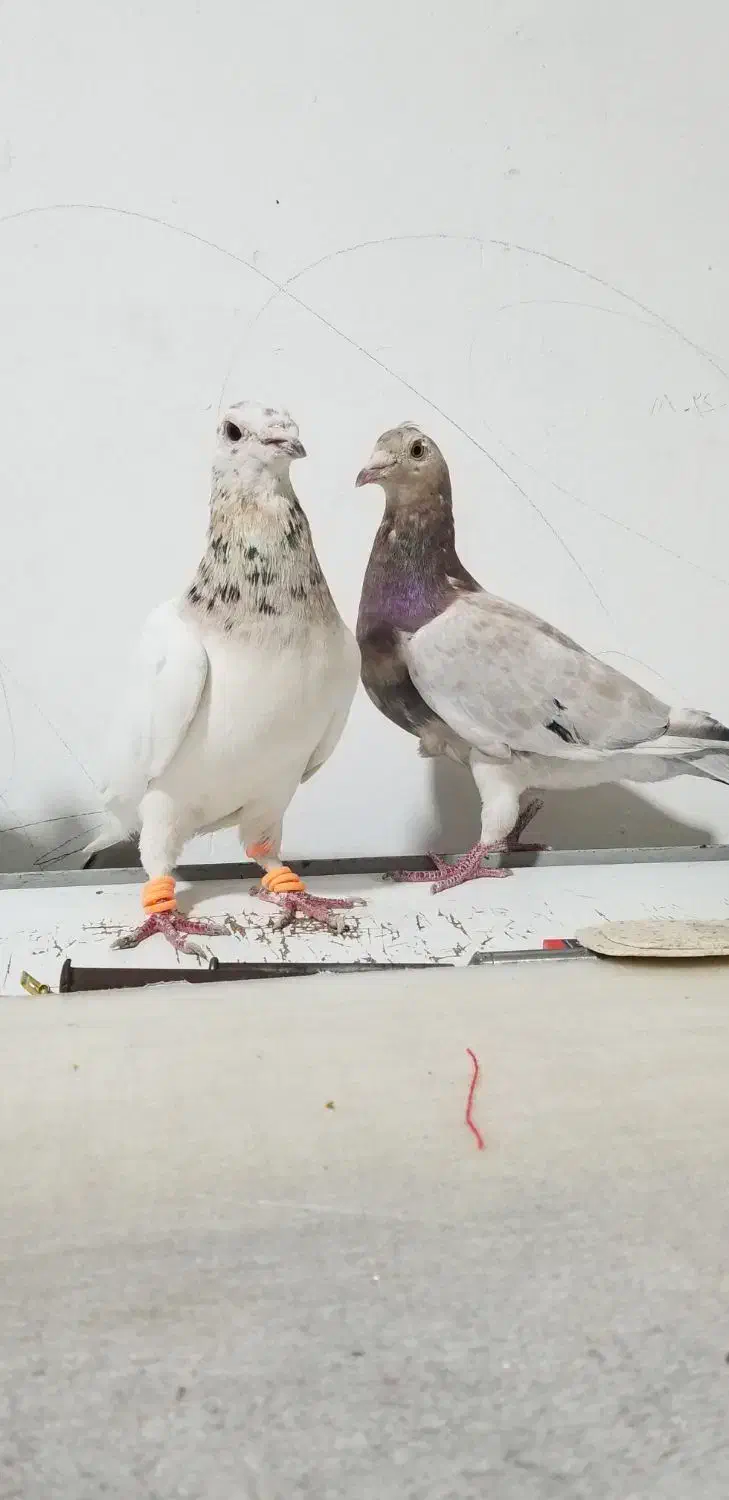 کبوتر سار سرور لکه دار خوش نقش|پرنده|مشهد, امیر المومنین|دیوار