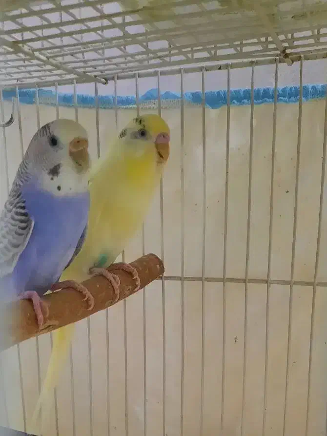 مرغ عشق جفت با جوجه|پرنده|مشهد, کوثر|دیوار